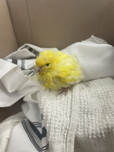 Shelter Stray Unknown Bird last seen LELAND X DELTA, 1419 Bryant St, San Francisco, CA 94103, USA