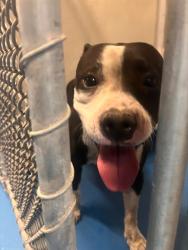 Shelter Stray Female Dog last seen Near BLK PENELOPE PL, BAKERSFIELD CA, 201 S Mt Vernon Ave, Bakersfield, CA 93307, USA