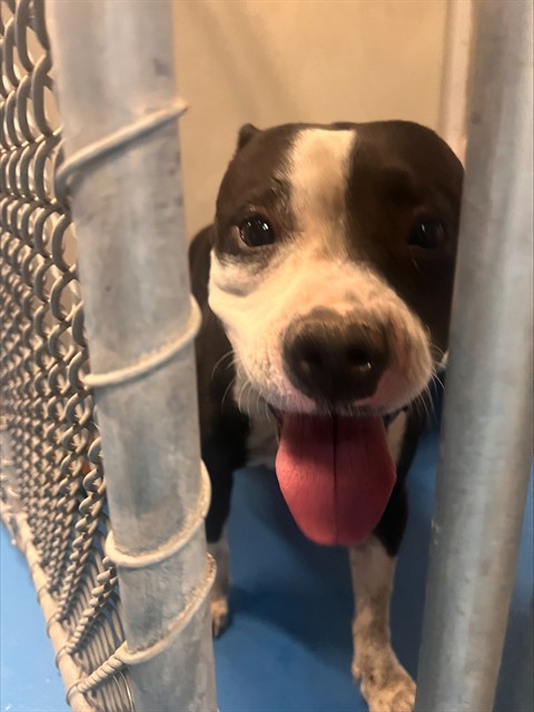 Shelter Stray Female Dog last seen Near BLK PENELOPE PL, BAKERSFIELD CA, 201 S Mt Vernon Ave, Bakersfield, CA 93307, USA