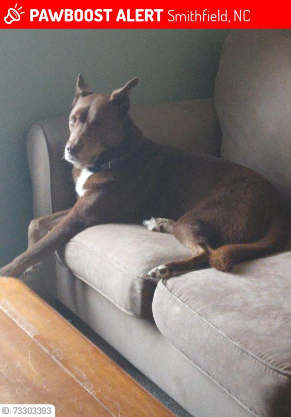 Lost Male Dog last seen 7th street and hosp rd, Smithfield, NC 27520