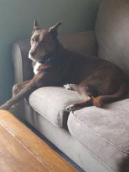 Lost Male Dog last seen 7th street and hosp rd, Smithfield, NC 27520