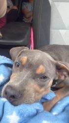 Reunited Male Dog last seen Heritage Oak Dr, Brownsville, TX 78526, USA, Brownsville, TX 78526
