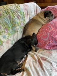 Reunited Female Dog last seen Golf Road, Lapeer, MI 48446