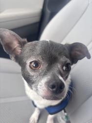 Lost Male Dog last seen Hwy 58, Harrison, TN 37341