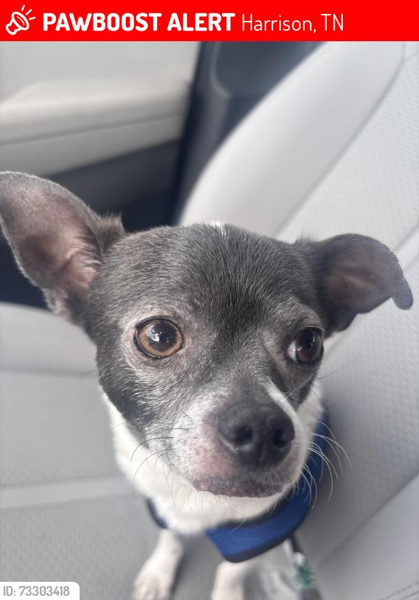 Lost Male Dog last seen Hwy 58, Harrison, TN 37341