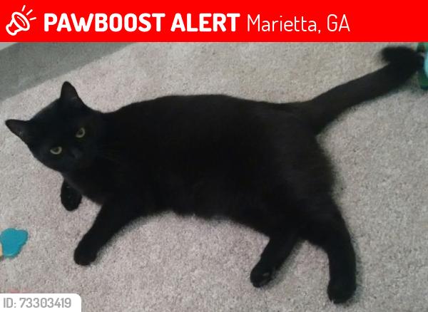 Lost Female Cat last seen Callaway Rd and AL Bishop, Marietta, GA 30008