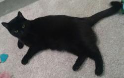 Lost Female Cat last seen Callaway Rd and AL Bishop, Marietta, GA 30008