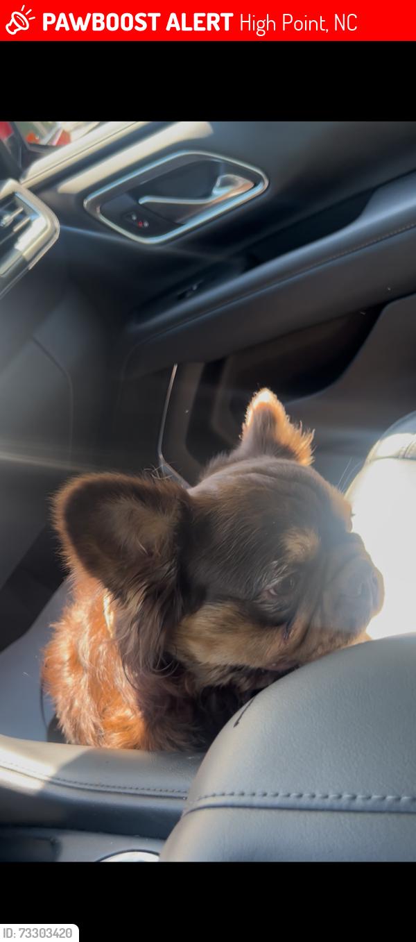 Lost Male Dog last seen Near Bolingbroke td, High Point, NC 27265