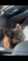 Lost Male Dog last seen Near Bolingbroke td, High Point, NC 27265