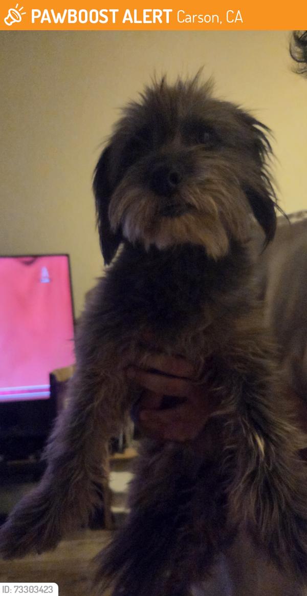 Found/Stray Female Dog last seen Avalon and university dr, Carson, CA 90746