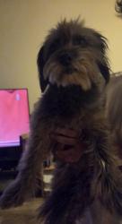 Found/Stray Female Dog last seen Avalon and university dr, Carson, CA 90746