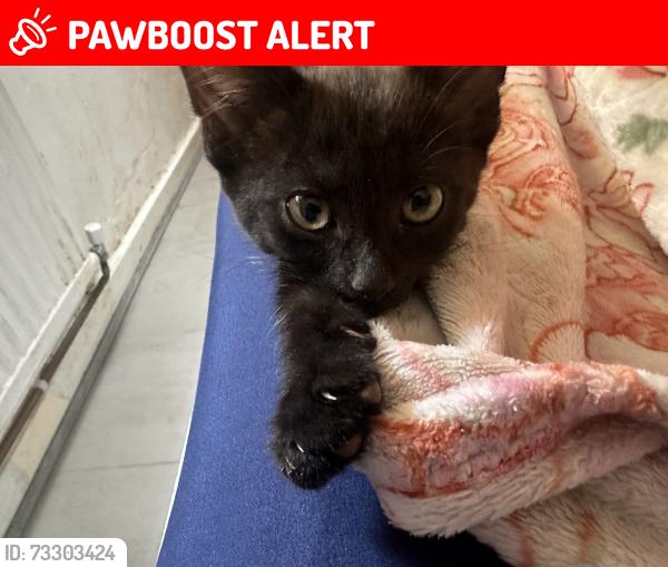 Lost Male Cat last seen Sadle close, Greater London, England CR4 3EL