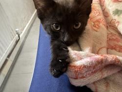 Lost Male Cat last seen Sadle close, Greater London, England CR4 3EL
