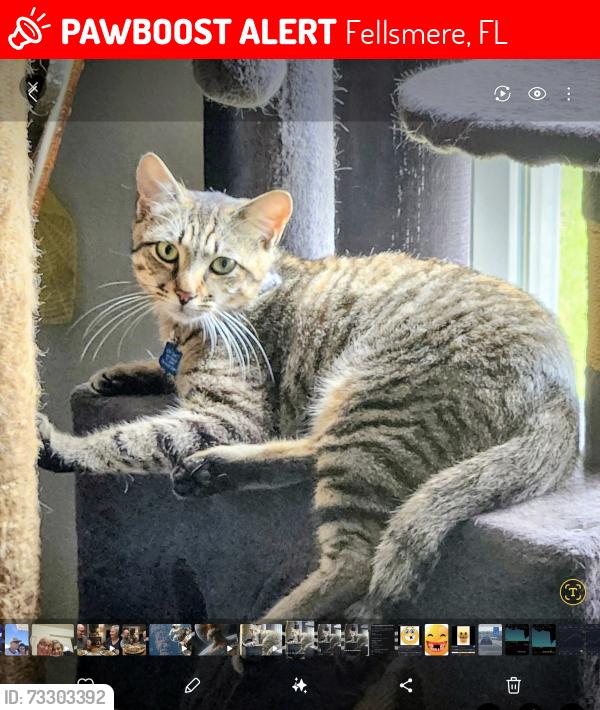Lost Male Cat last seen Near 102 Nd Ct Vero Beach, Fellsmere, FL 32948