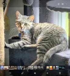 Lost Male Cat last seen Near 102 Nd Ct Vero Beach, Fellsmere, FL 32948