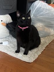 Reunited Unknown Cat last seen Mills, Virginia, Nebraska, Orlando, FL 32803