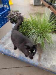 Lost Male Cat last seen Unknown, Greensboro, NC 27403