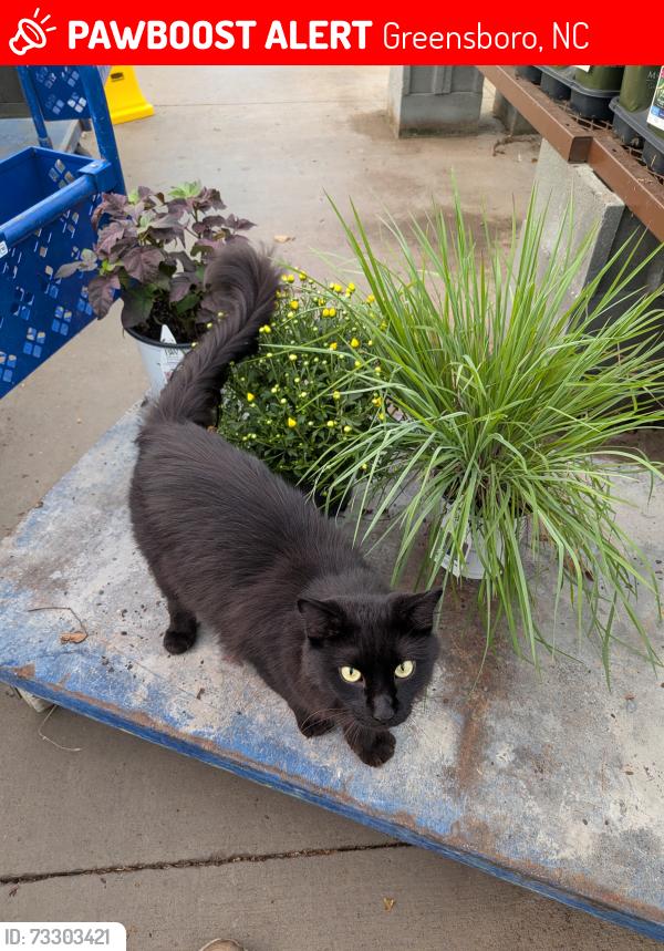 Lost Male Cat last seen Unknown, Greensboro, NC 27403