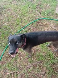 Reunited Male Dog last seen Near S Highland Park Dr, Oklahoma City, OK 73129, USA, Oklahoma City, OK 73129