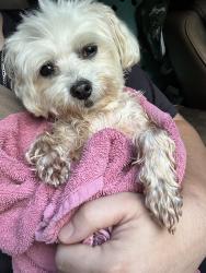 Reunited Male Dog last seen Near does ferry subdivision, Kimberly, AL 35091