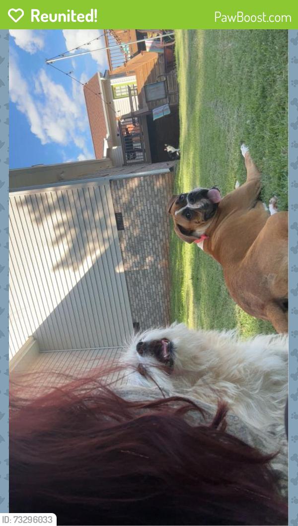 Reunited Male Dog last seen Country corner gas station, spanglers, Mile Creek rd Pickens, Allgood bridge rd Pickens, Walhalla Hwy Pickens., Pickens County, SC 29682