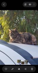Lost Female Cat last seen Craigieburn near creek, Craigieburn, VIC 3064