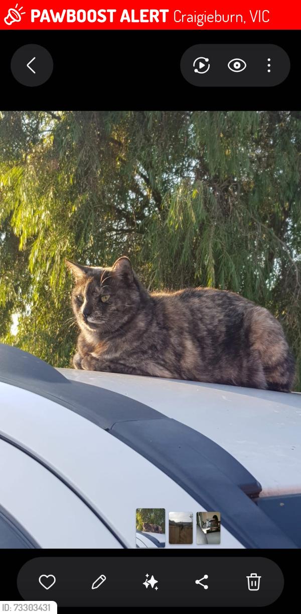 Lost Female Cat last seen Craigieburn near creek, Craigieburn, VIC 3064