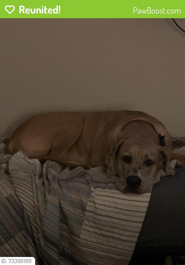 Reunited Female Dog last seen Grimes Rd, Fayetteville, NC 28306