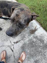 Reunited Male Dog last seen Mobile Highway Baptist Church, Pensacola, FL 32526