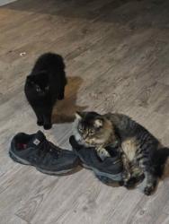 Reunited Male Cat last seen jamerson and trickum road, Marietta, GA 30066