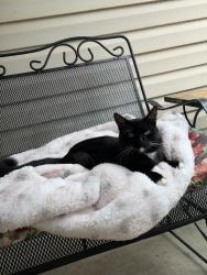 Found/Stray Male Cat last seen Happy Valley Church Road, Dallas, GA 30157