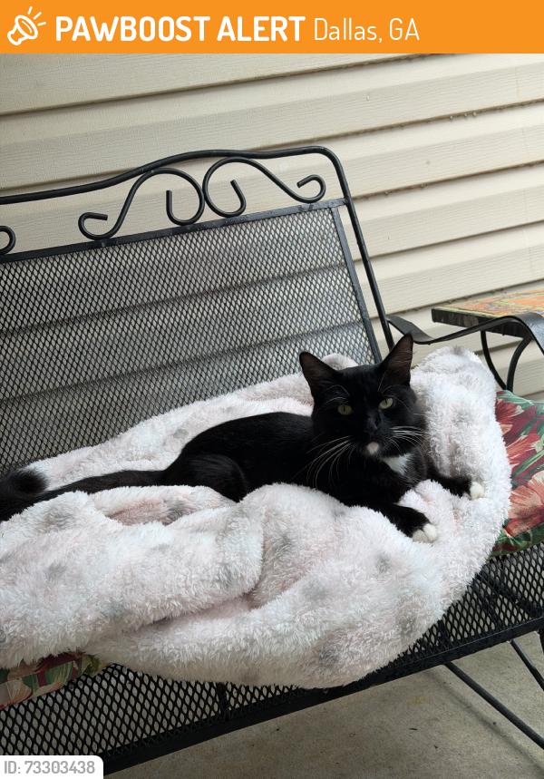 Found/Stray Male Cat last seen Happy Valley Church Road, Dallas, GA 30157