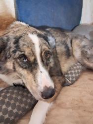 Reunited Male Dog last seen 29th an bryant, Oklahoma City, OK 73129