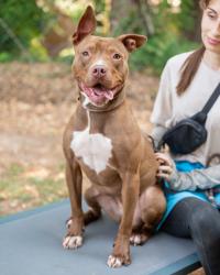 Shelter Stray Female Dog last seen Near Linecrest R, 30294, GA, 3280 Chamblee Dunwoody Rd, Chamblee, GA 30341, USA