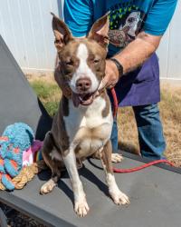 Shelter Stray Male Dog last seen Plaster Rd NE Chamblee, GA 30345, 30345, GA, 3280 Chamblee Dunwoody Rd, Chamblee, GA 30341, USA