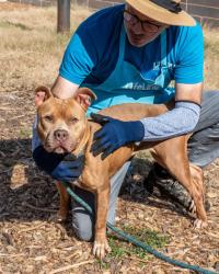Shelter Stray Female Dog last seen Near COVINGTON HIGHWAY, 30032, GA, 3280 Chamblee Dunwoody Rd, Chamblee, GA 30341, USA