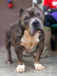 Shelter Stray Female Dog last seen Near Glenwood Road, 30032, GA, 3280 Chamblee Dunwoody Rd, Chamblee, GA 30341, USA