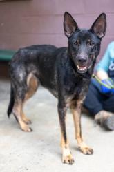 Shelter Stray Female Dog last seen , 30058, GA, 3280 Chamblee Dunwoody Rd, Chamblee, GA 30341, USA