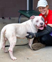 Shelter Stray Male Dog last seen , 30032, GA, 3280 Chamblee Dunwoody Rd, Chamblee, GA 30341, USA