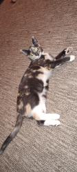 Reunited Female Cat last seen 61st and Broadway, Everett, WA 98203