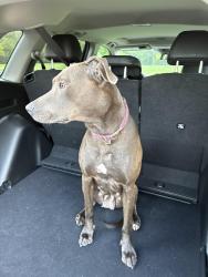 Reunited Female Dog last seen Near Beechmont Ave, Cincinnati, OH 45230