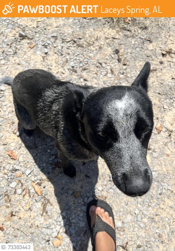 Found/Stray Male Dog last seen Sherbrooke, Laceys Spring, AL 35754