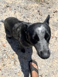 Found/Stray Male Dog last seen Sherbrooke, Laceys Spring, AL 35754