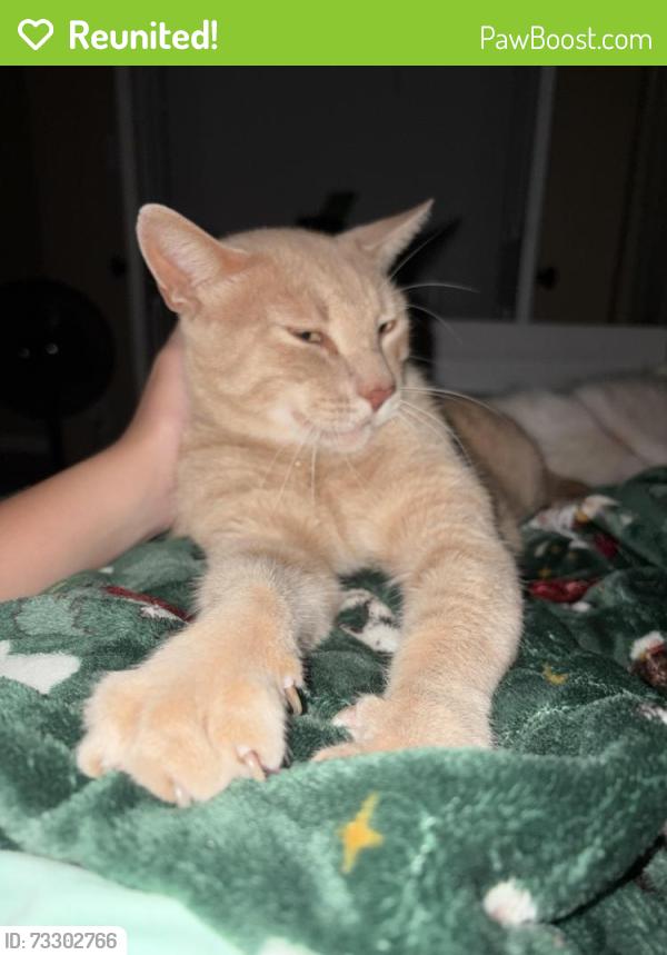 Reunited Male Cat last seen Garth Rd, Baytown, TX 77521