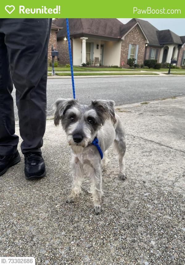Reunited Unknown Dog last seen Ambassador caffery and kaliste saloom, Lafayette, LA 70508