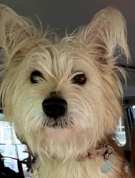 Reunited Female Dog last seen 2nd Street and Patrick Street, Waterford, VA 20197