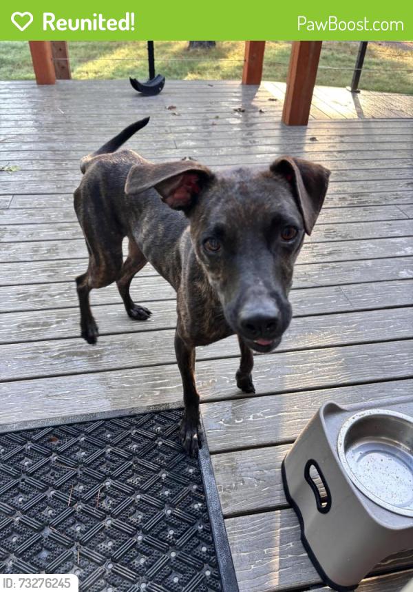 Reunited Male Dog last seen 126th & Elwood, Jenks, OK 74037