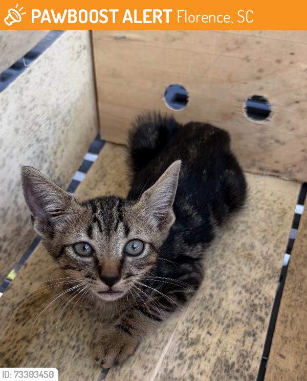 Found/Stray Unknown Cat last seen Lambs Produce, Florence, SC 29501