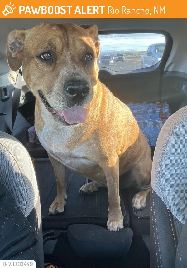 Found/Stray Female Dog last seen Whitewater Dr. NE and Riverside Dr. NE, Rio Rancho, NM 87144