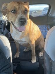 Found/Stray Female Dog last seen Whitewater Dr. NE and Riverside Dr. NE, Rio Rancho, NM 87144